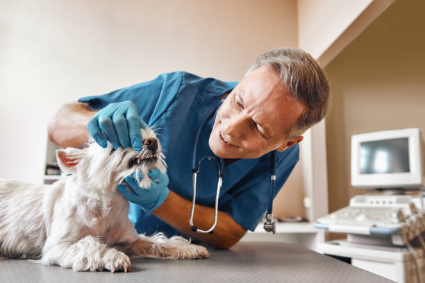 Best Emergency Denture Repair in Raton, NM
